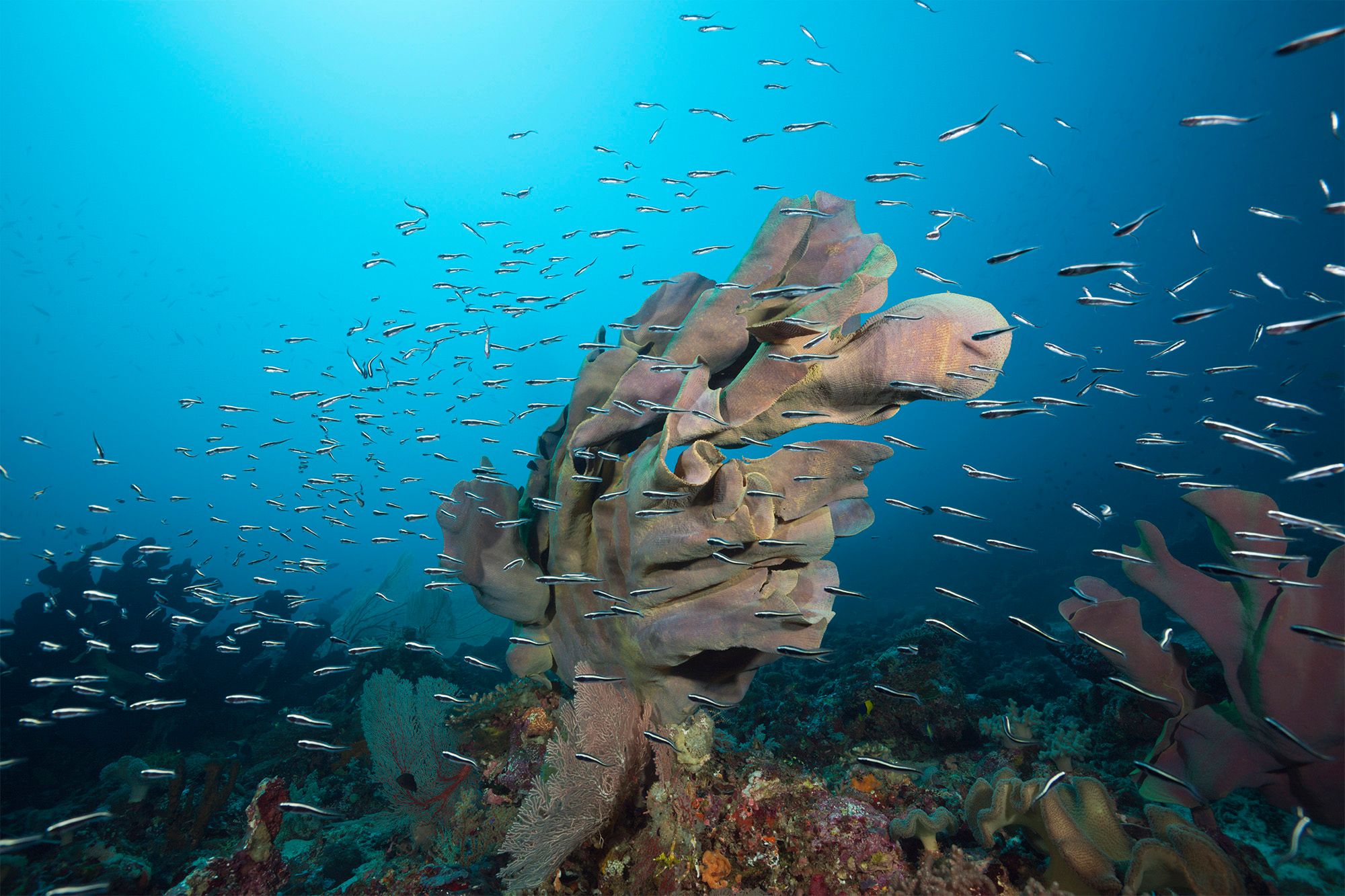 Sea Sponges of Mactan — SiDive Philippines